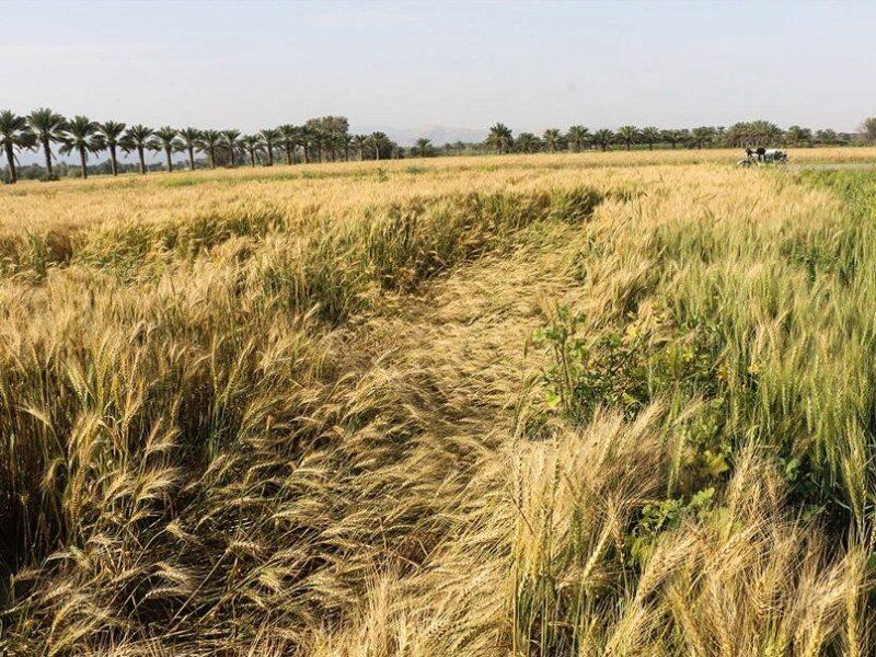 محصول گندم زنجان تا ۳۰ درصد خسارت دیده است