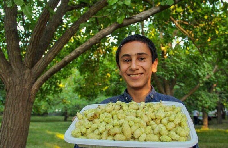 برداشت توت از باغات آذربایجان‌غربی آغاز شد