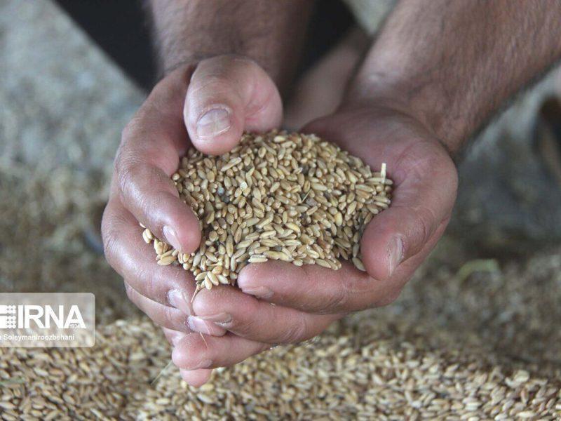 تولید ۱۱ هزار و ۵۰۰ تن بذر غلات در خراسان‌شمالی