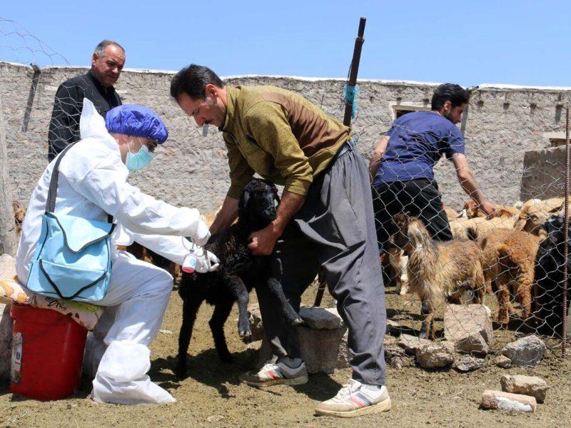 ۴۶ اردوی جهادی دامپزشکی در هفته جهاد کشاورزی اجرا شد