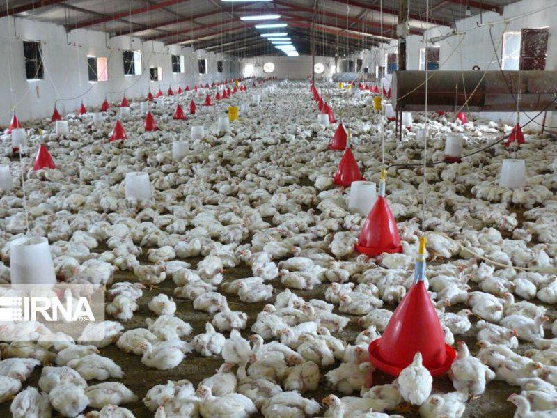 مصرف ۲۰ میلیون دز واکسن برای پایش سلامت طیور زنجان