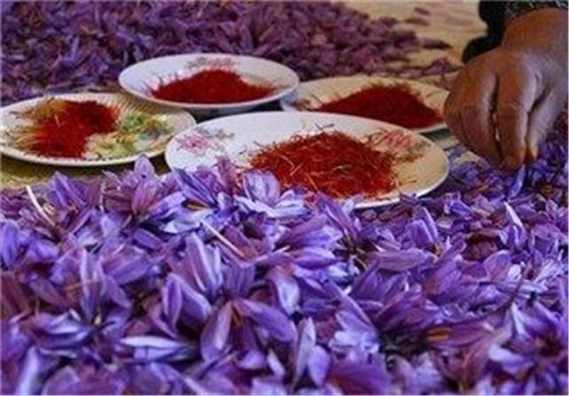 برداشت زعفران از مزارع کشور به نصف رسیده است