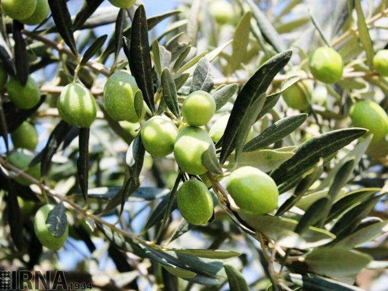 بزرگترین مجتمع زیتون خاورمیانه در زنجان ساخته می‌شود