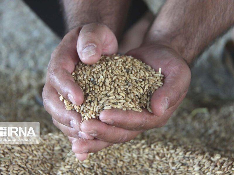 تامین و توزیع ۷۹ هزار تن نهاده دامی در زنجان