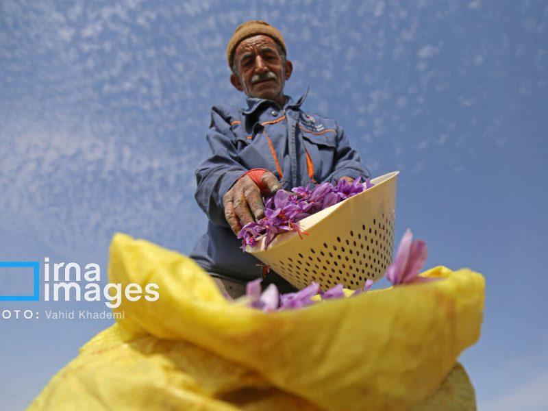 خراسان رضوی پیشتاز تولید زعفران و خربزه کشور است