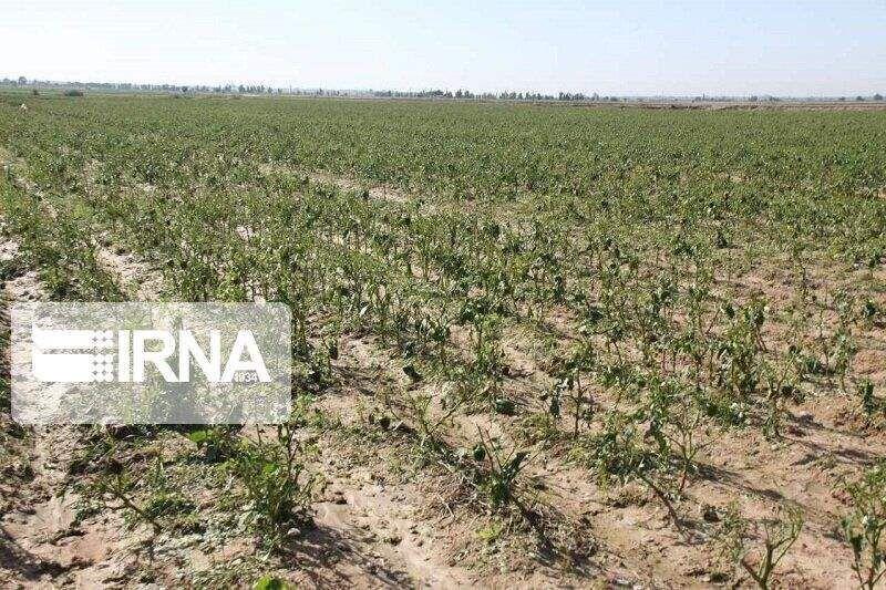 طرح پایداری تولید در ۴۵۰ هزار هکتار از دیمزارهای زنجان اجرا می‌شود