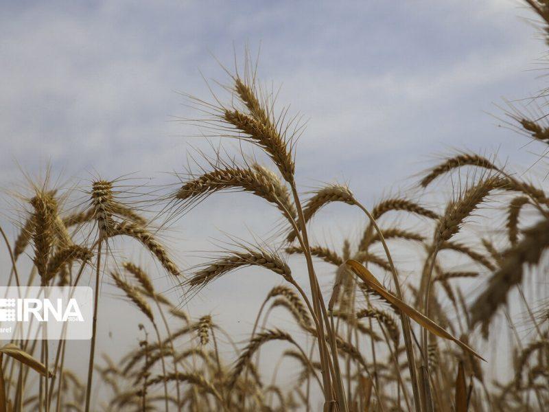 کمک تسهیلاتی برای زارعان آذربایجان‌غربی/ ۳۰ درصد ارزش گندم تولیدی در حساب بانکی کشاورزان