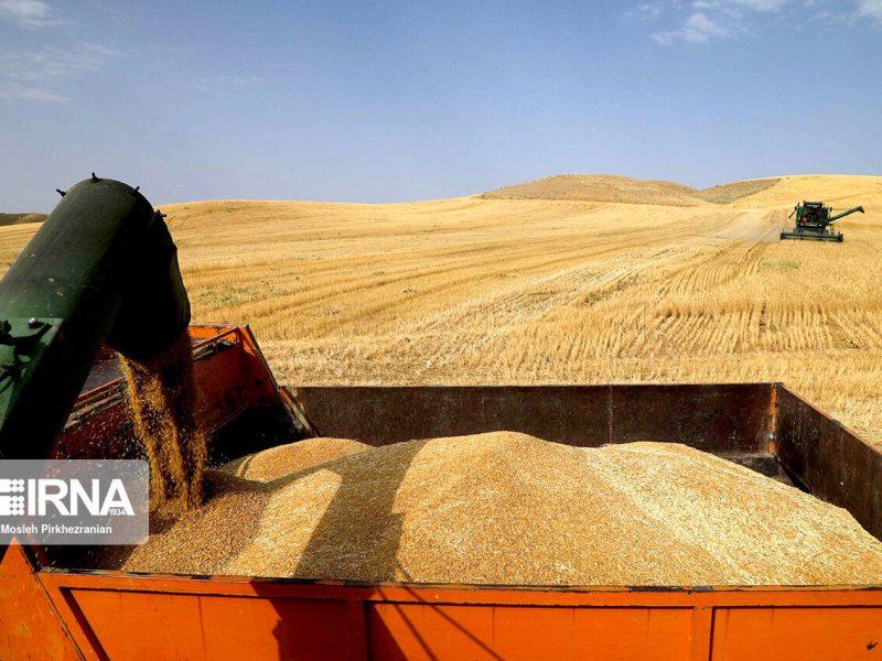 ۳۰ درصد مبلغ گندم خرید شده بلافاصله به گندمکاران زنجانی پرداخت می‌شود