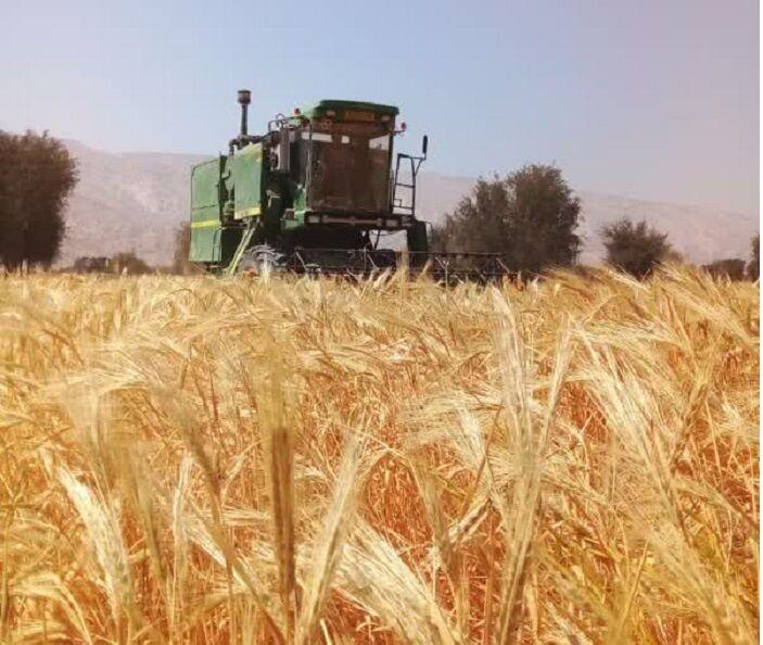 آغاز برداشت جو از ۱۲۰ هزار هکتار اراضی کشاورزی آذربایجان‌شرقی