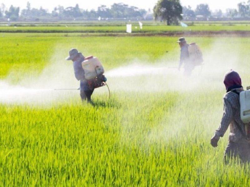 آغاز مبارزه با آفت سن گندم در گندمزارهای شهرستان ابهر