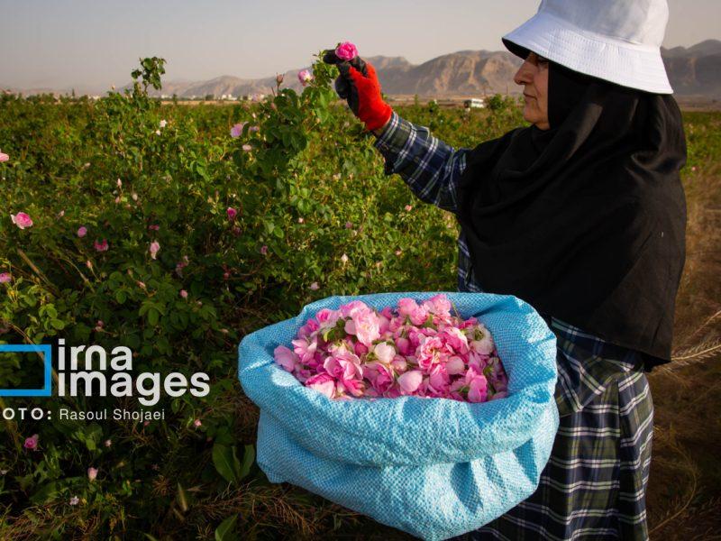 فیلم | برداشت گل محمدی از باغات گل حسینیه اعظم زنجان