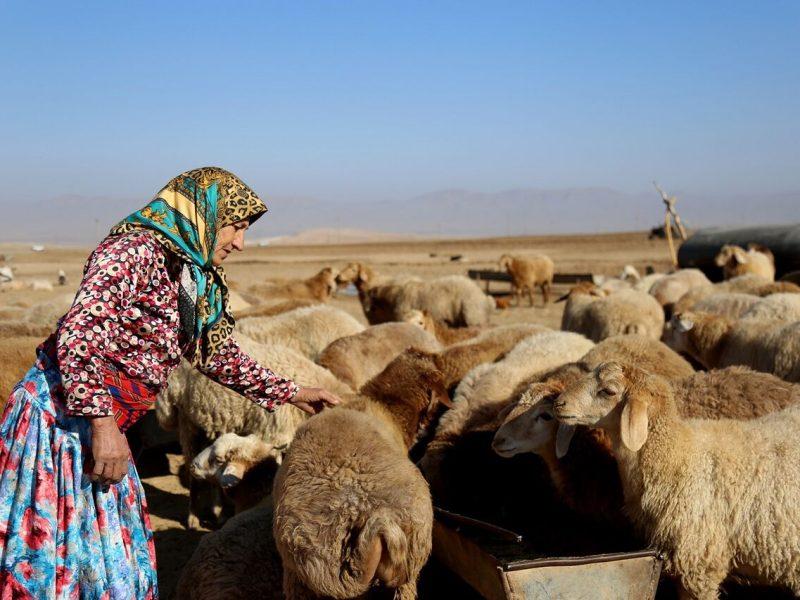 سرمایه‌گذاری ۲ هزار میلیارد ریالی بنیاد علوی در بخش دام خراسان‌شمالی