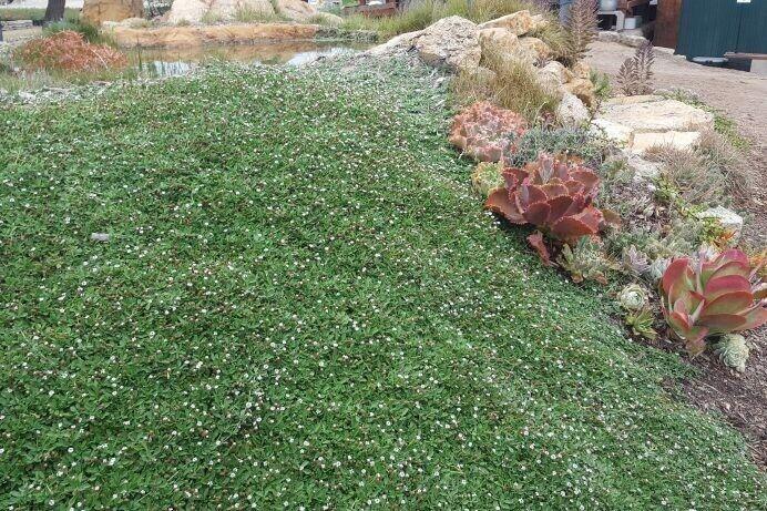 فیلا جایگزین چمن در فضای سبز ساوه شد