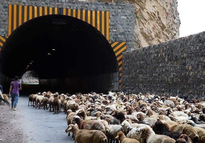 جاده کندوان به‌منظور تسهیل در کوچ عشایر بسته شد