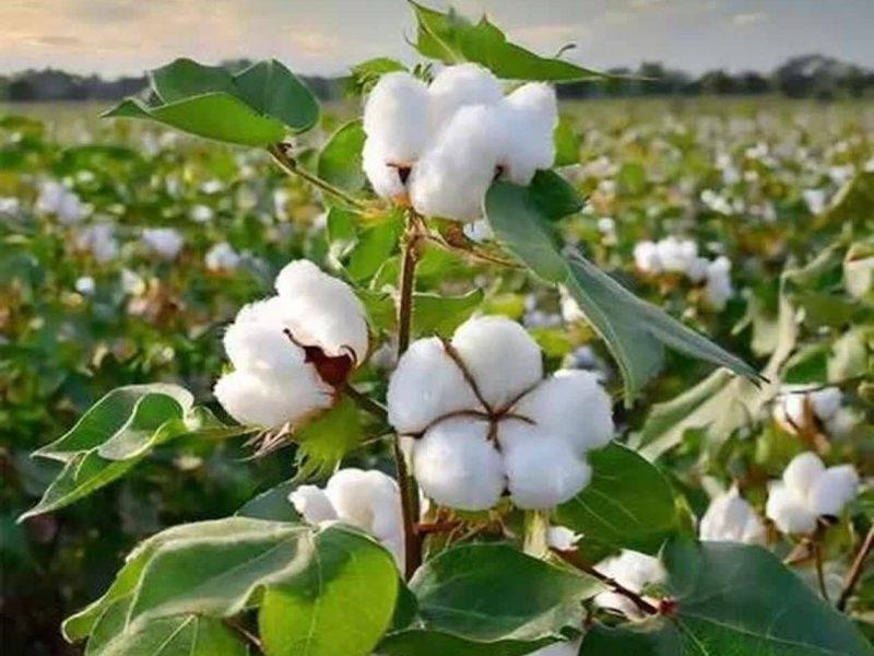 مدیریت هوشمند آب، پنبه فارس را ۱۴ درصد وسعت بخشید
