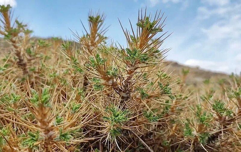 گون کُشی، تیغی بر گلوی طبیعت همدان
