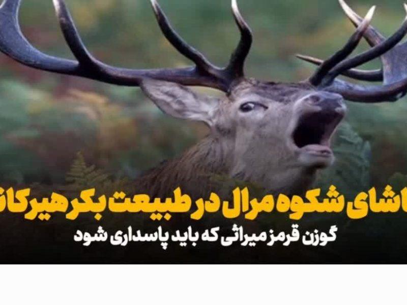 فیلم| تماشای شکوه «مرال» در قلب هیرکانی