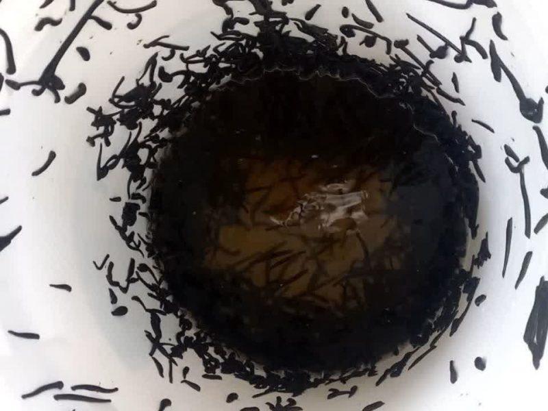 کشف حدود ۲ هزار نخ زالوی غیرمجاز در بندرانزلی