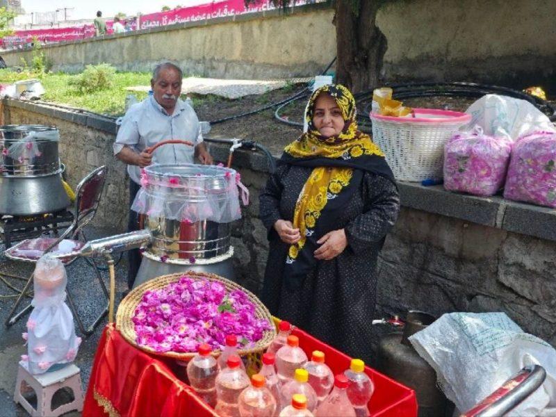 خوی قطب تولید گل محمدی در کشور/ عطر تاریخ و فرهنگ در جشنواره گلاب‌گیری پیچید