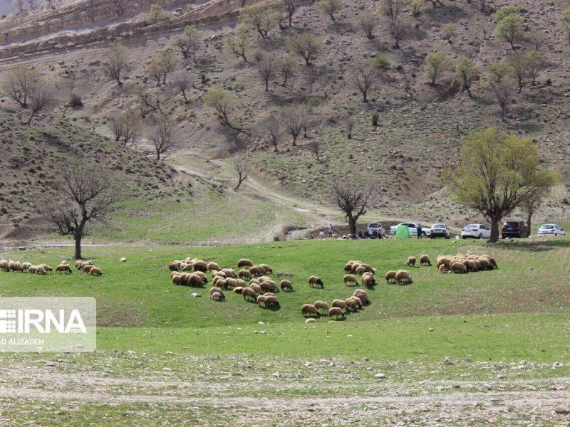سالانه ۶۲۵ هزار تن علوفه در مراتع کردستان تولید می‌شود