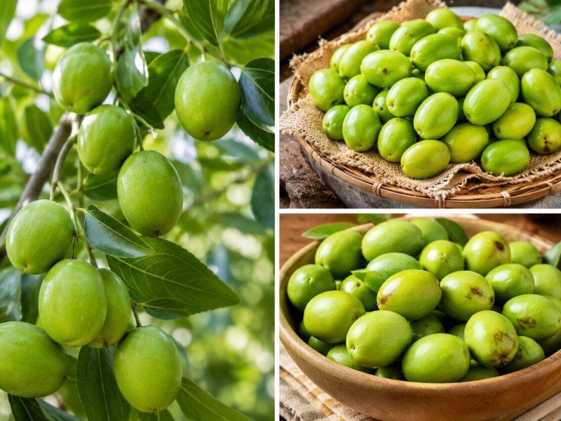 کلسیم؛ راهکاری نوین برای افزایش ماندگاری میوه «کُنار» هرمزگان