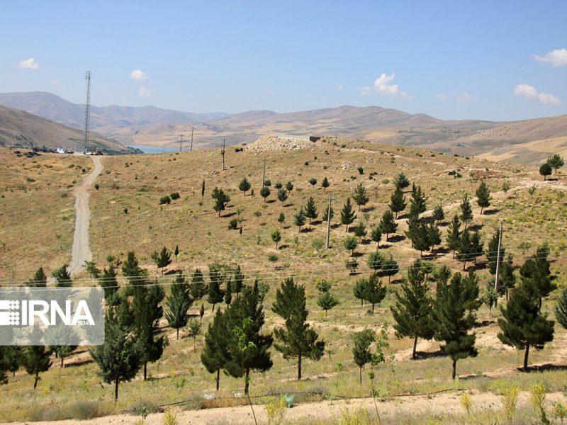 جنگلکاریهای تکگونهای تهران آسیبپذیری درختان را افزایش داده است