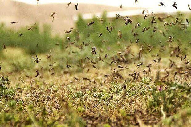 هجوم ملخ مراکشی به باغ ها و مزارع فارس