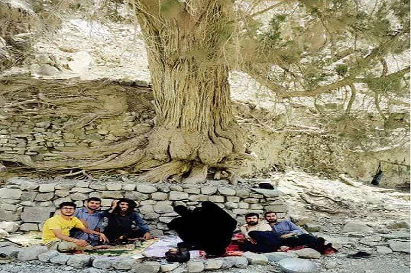 خطر نابودی سروهای کهن‌سال «زربین» در بشاگرد هرمزگان