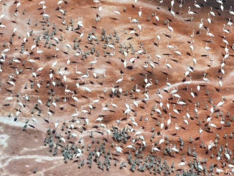 جوجه‌فلامینگوهای بختگان به آسمان می‌رسند؟