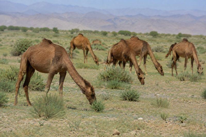 شترداری در خاش؛ ظرفیت بومی برای رونق تولید در دل خشکسالی