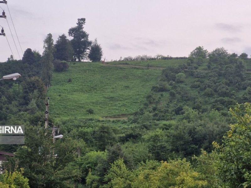 تصویری که جنجال ساخت؛ زمین پاک‌تراشی‌شده تنکابن جنگل بود یا ملک شخصی؟+فیلم