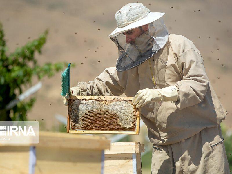 برداشت عسل در باخرز خراسان رضوی ۲ برابر افزایش یافت