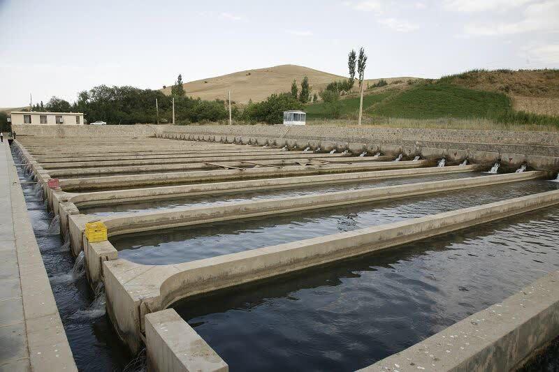 پرورش‌دهندگان ماهی در اردبیل ساعات خاموشی را مدیریت کنند
