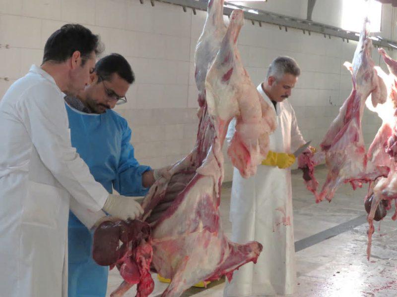 ۱۰۷۹ راس دام قربانی در زنجان تحت نظارت دامپزشکی قرار گرفت