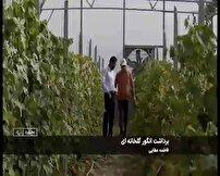 برداشت انگور سیاه از گلخانه‌های خراسان شمالی 