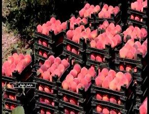 آغاز برداشت هلو از باغات خراسان شمالی