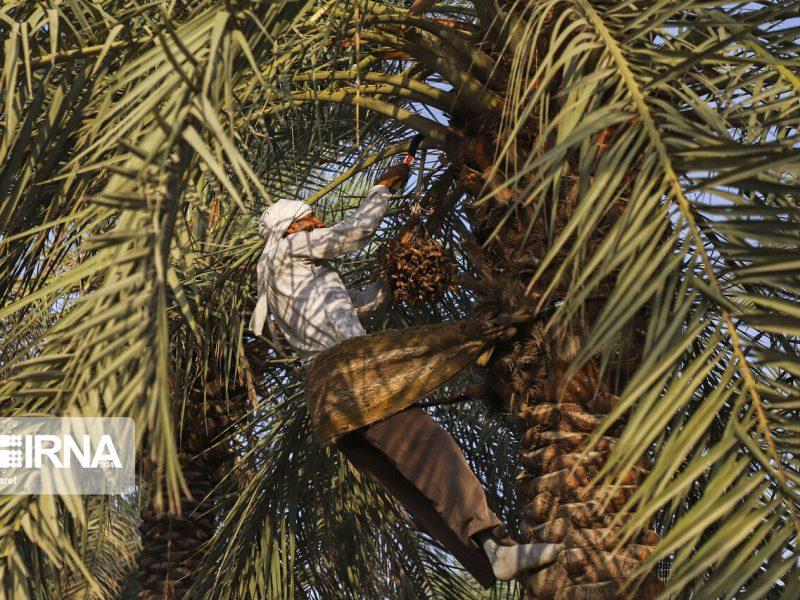 آغاز رهاسازی آب برای نخیلات حوضه مارون در خوزستان