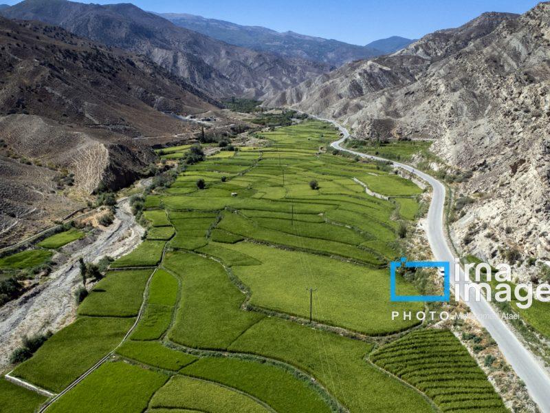 تداوم کشت برنج، پایداری خاک و آب خوزستان را به مخاطره انداخته است