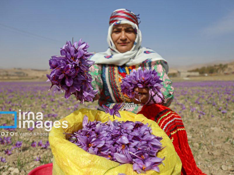 ثبت جایگاه سوم کشوری خراسان شمالی با ۵۴۳۰ هکتار کشت زعفران
