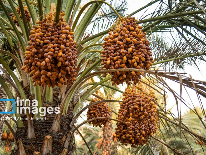 خرمای شهداد کرمان؛ محصولی جهانی در تنگنای کاهش تولید