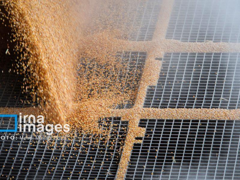 زنجان از قطب‌های کشور در تولید و ذخیره سازی گندم است