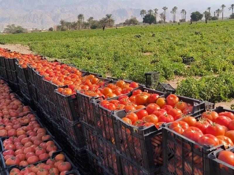 تولید گوجه فرنگی در شهرستان طارم ۲۰ درصد کاهش یافت