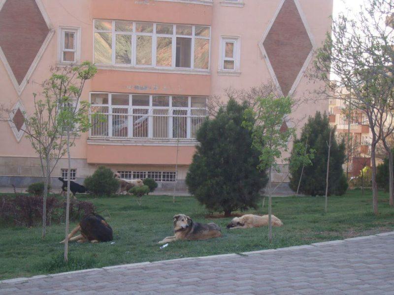 سگ‌های بی‌صاحب، مهمانان ناخوانده شب‌های سنندج