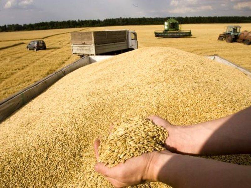 بیش از ۱۲۰ هزار تن گندم در کردستان خریداری شد