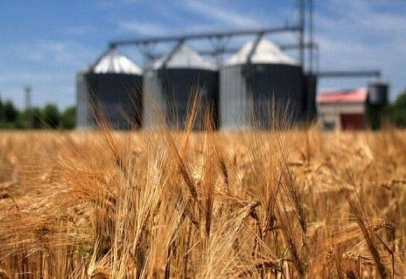 تامین امنیت غذایی در زنجان با خرید تضمینی ۳۵۰ هزار تن گندم