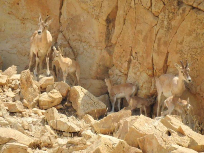 بارندگی و حفاظت، حیات را به هرمود لارستان بازگرداند