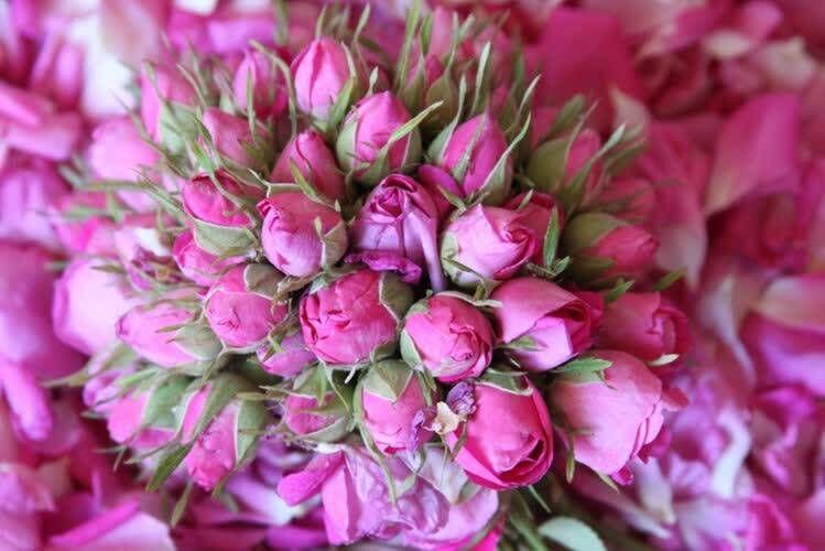 گل محمدی فارس؛ عطر ایرانی در قلب اروپا