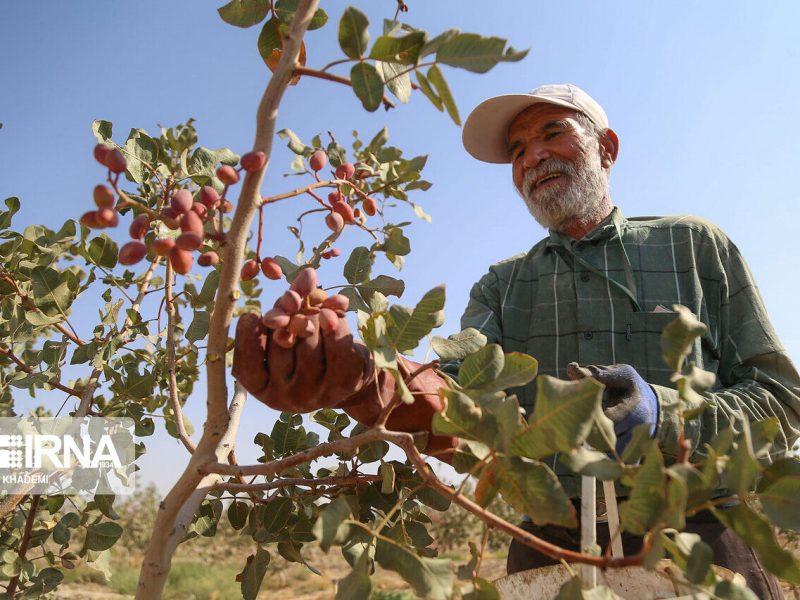 سطح باغ‌های پسته خراسان شمالی از مرز هشت هزار هکتار گذشت