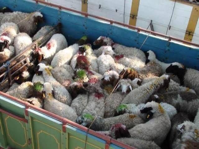 ۱۷۱ راس دام قاچاق در قزوین توقیف شد