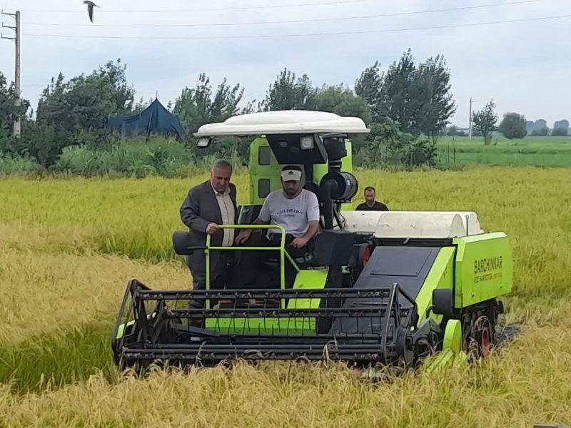 عبور بی دردسر شالیزارهای ساری از آفات و خشکسالی